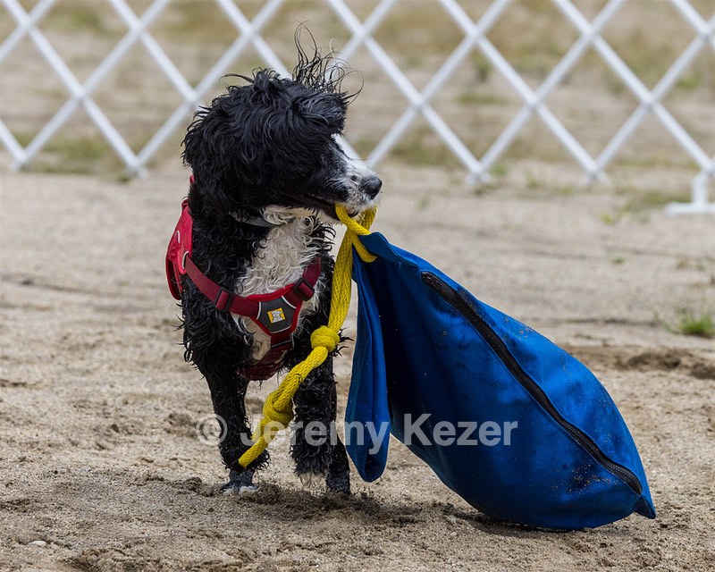 Mizzen Kutner
