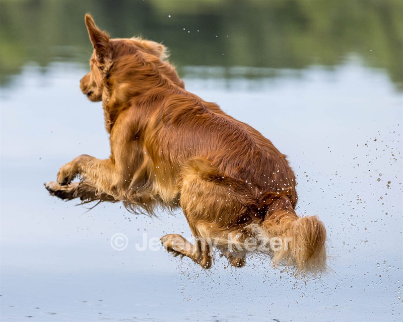 Moose Curtis