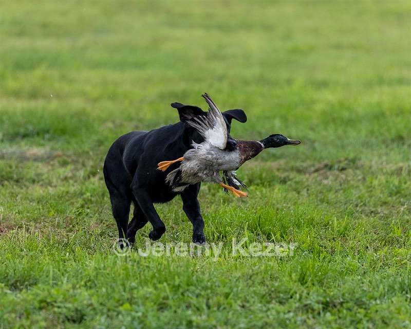 Jet Fitzpatrick