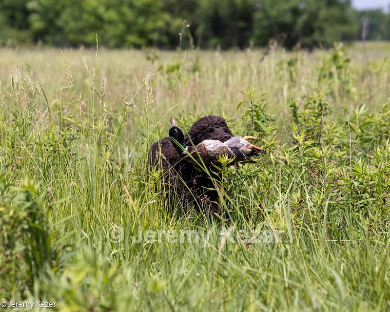 Ghillie Kezer