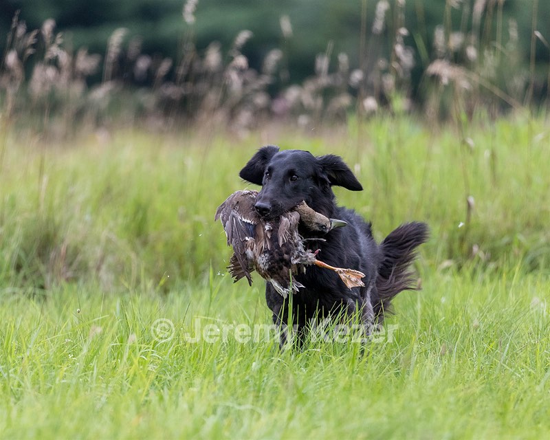 Rey