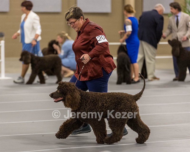 204 - CH Brekkon’s Brown Eyed Girl At Flintcrest DJ CGC TKN FTI