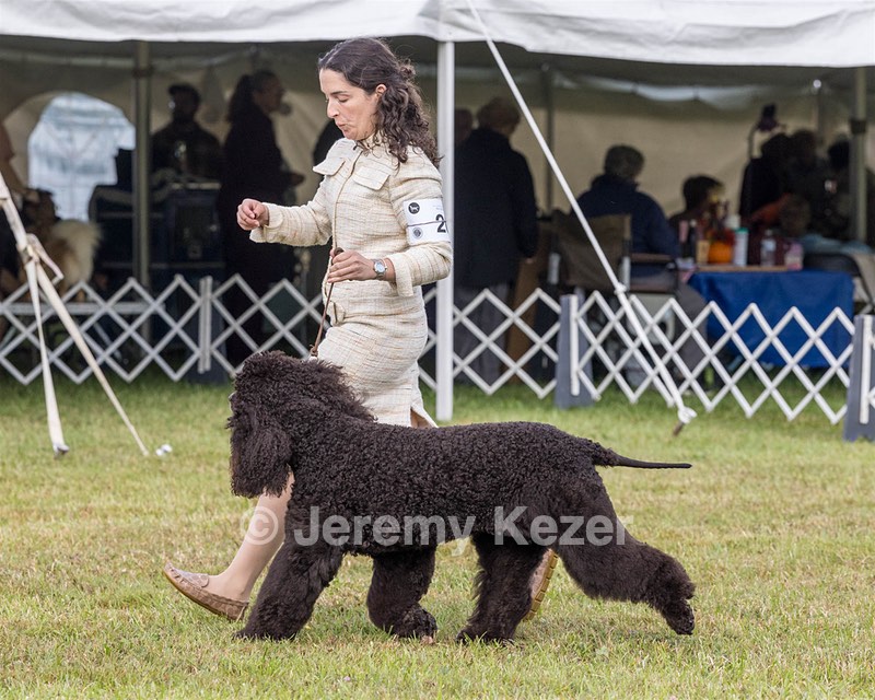 20 - GCHS CH POOLE'S IDE SAY NO MORE OHS CD RE JH DS (Simone)
