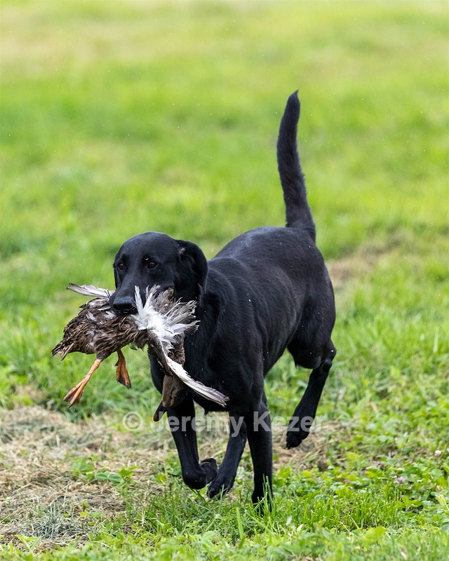 Cane Robichaud