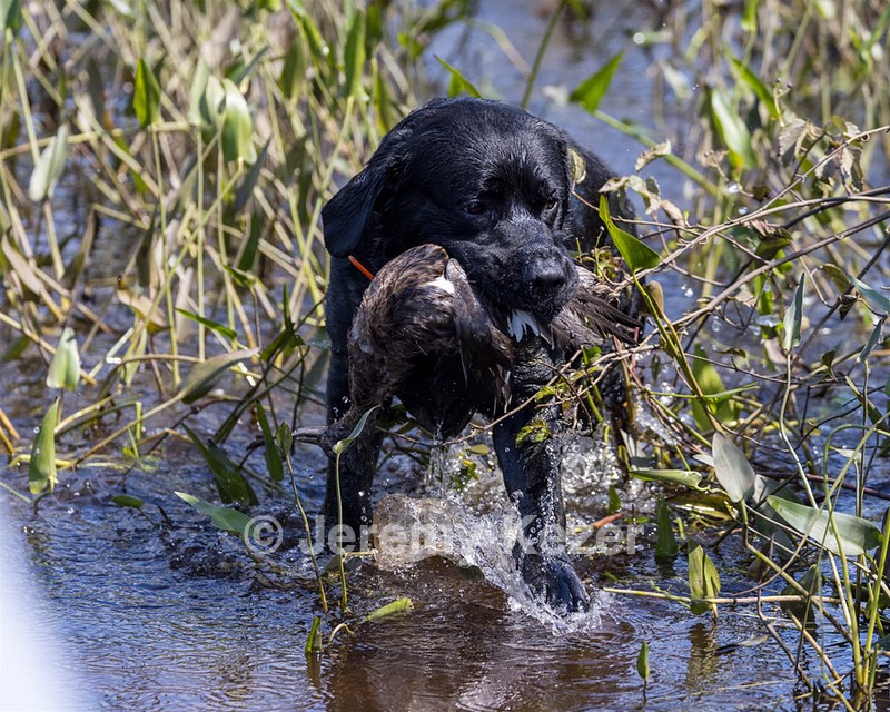 Remy Fiedorowicz