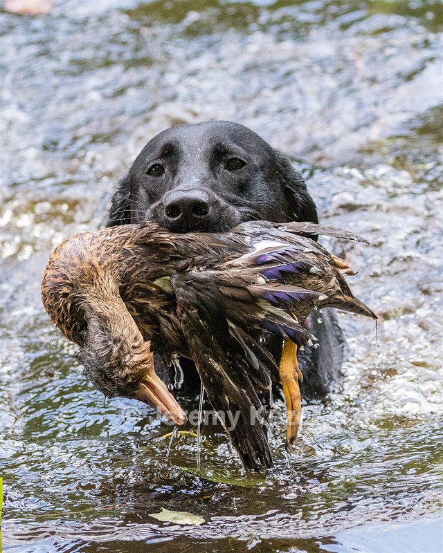 Raven