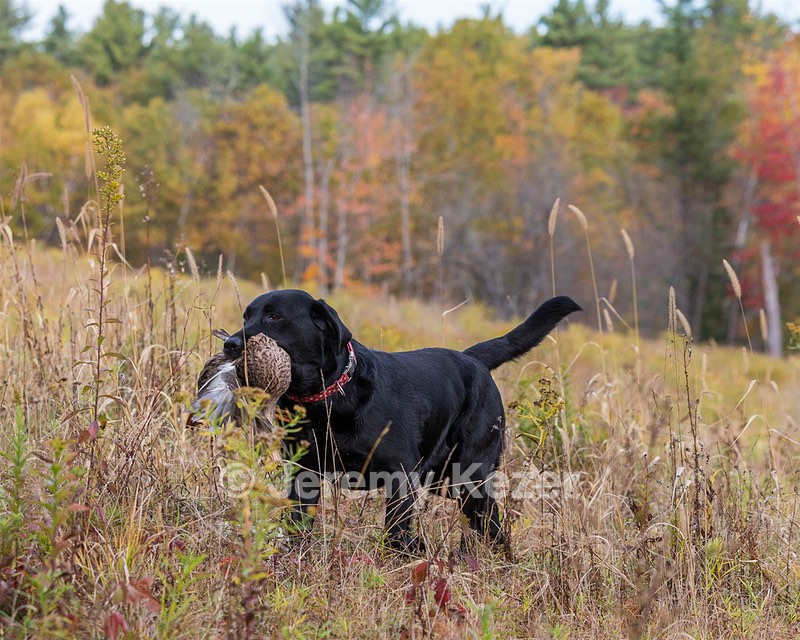 Shoreline's Dancing Girl (Sadie)