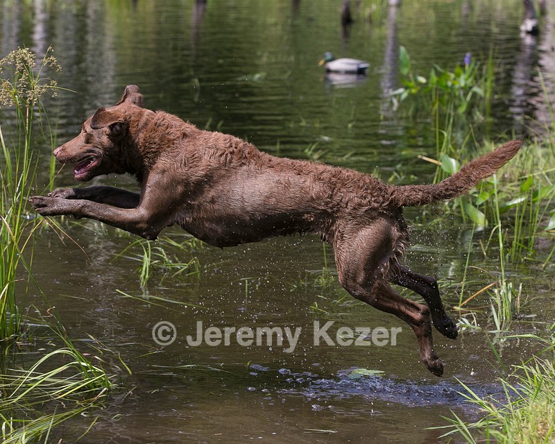 Monster Zajchowski