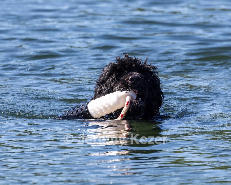 Boaty Belicose