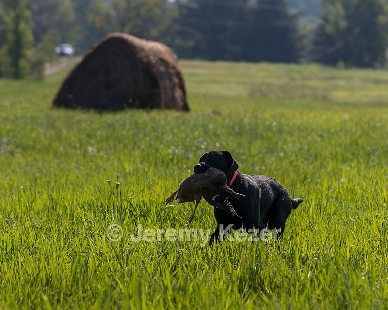 Buster Lobley
