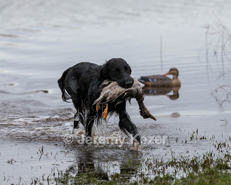 Splash Nettleton-Smilas