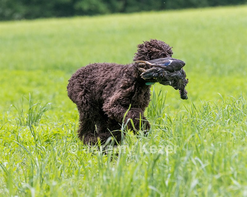 Ghillie Kezer