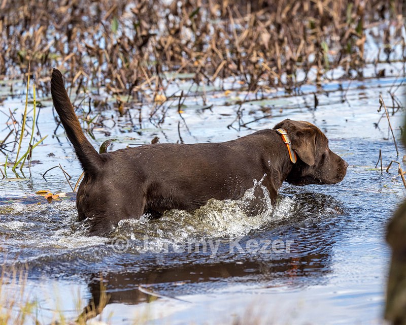 Hawkeye Dillon