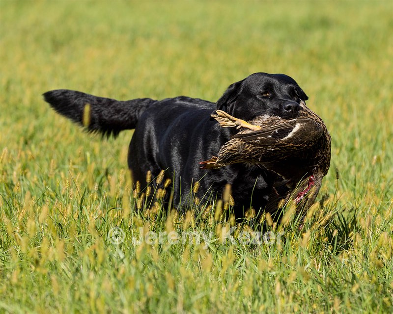 Allie Cardello