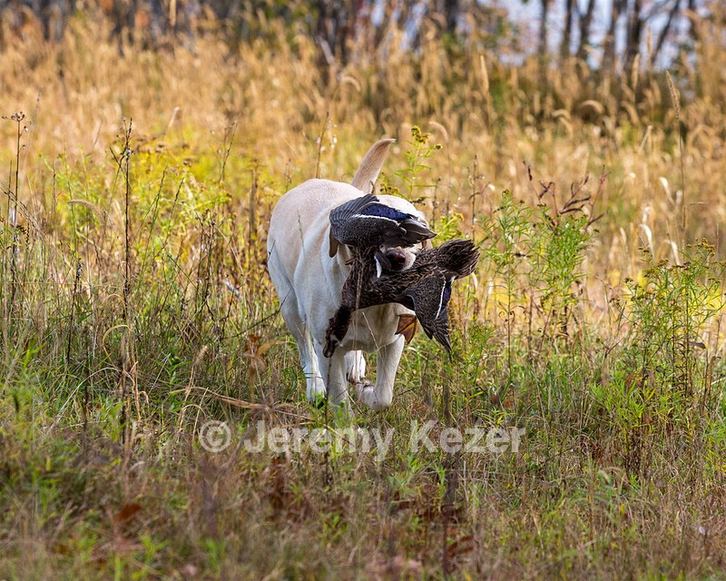 Meadowmere's Annisquam JH WC CGC (Annie)