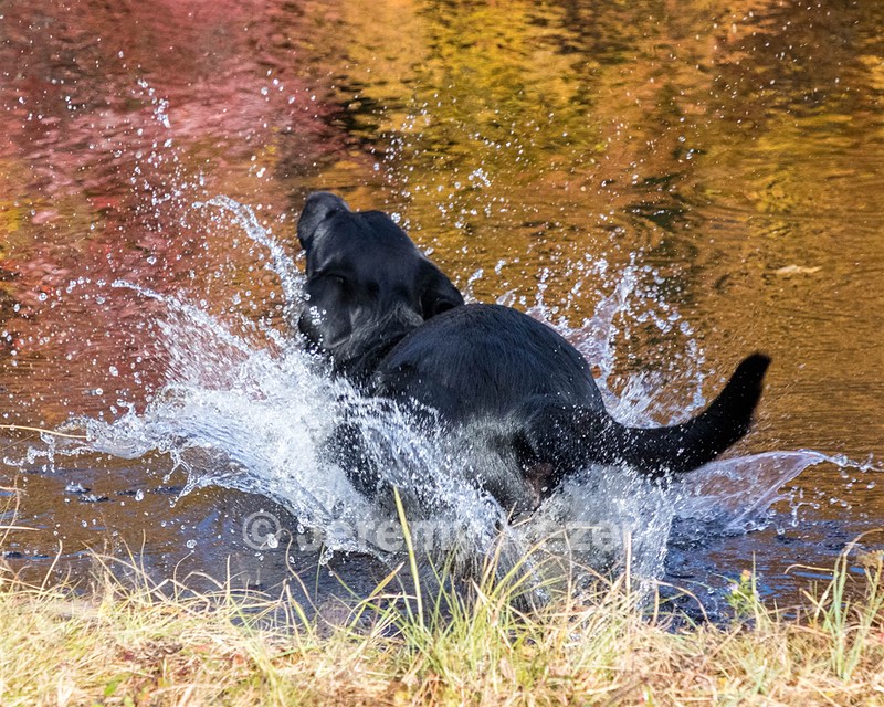 River Woodfall
