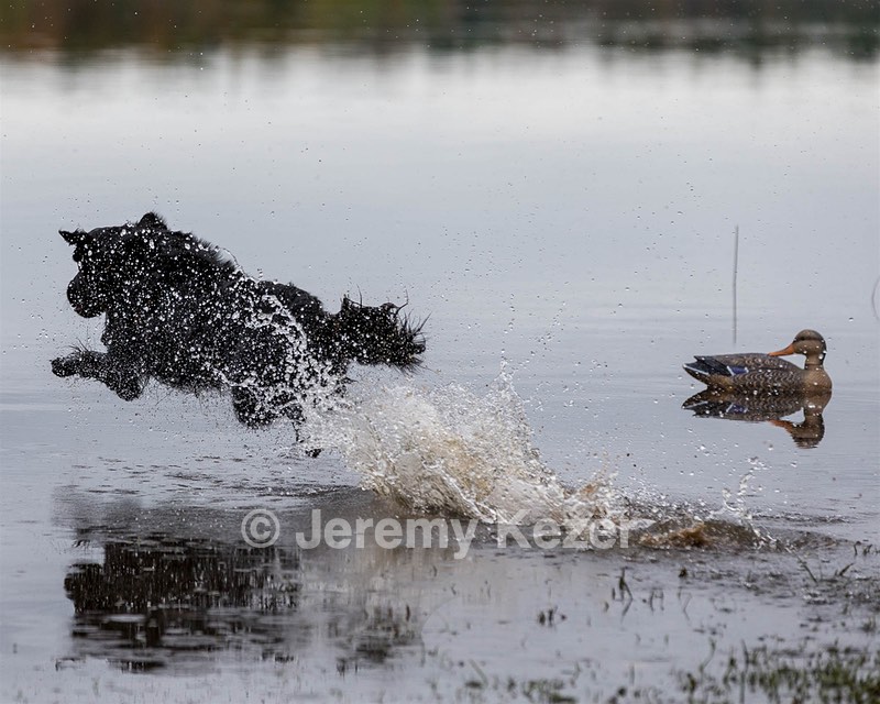 Splash Nettleton-Smilas