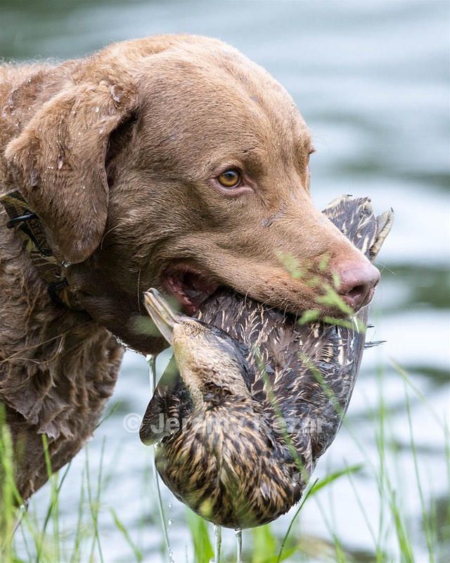 Hunter Law