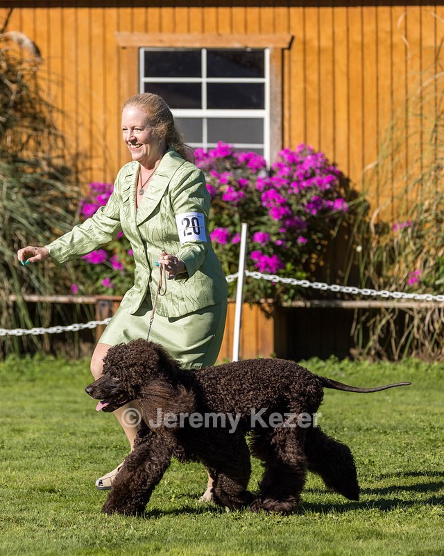 20 - CH COOMARA OGHA O'BOBN AT BELTANE CD BN RN BCAT RATO CGC TKI (Rob'N)