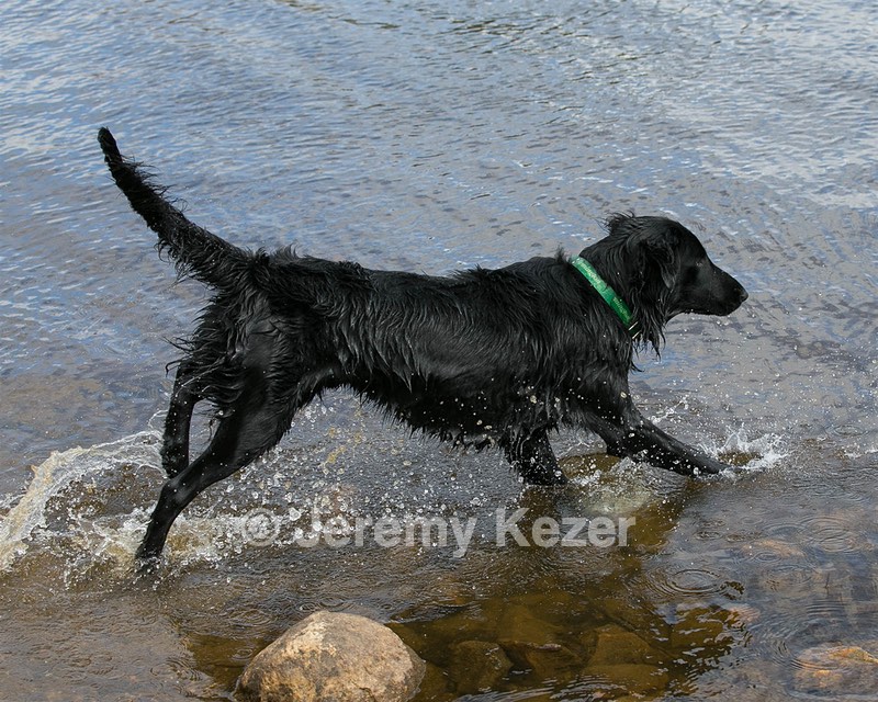 Parker