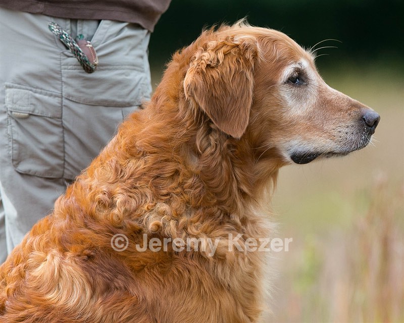 Taz