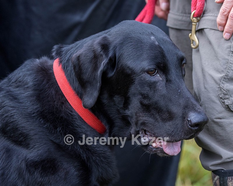 Harrison Johnston