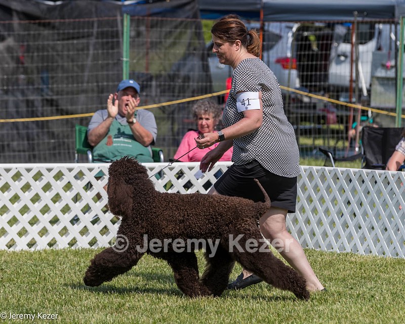 41 - GCH CH Brekkon's First Mark BN RN CGC TKN