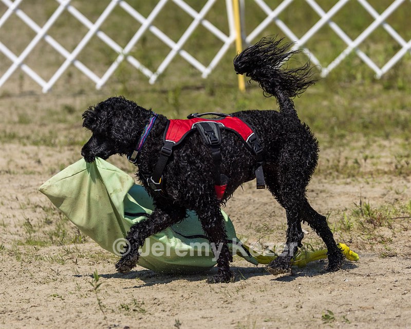 Reese Laukka