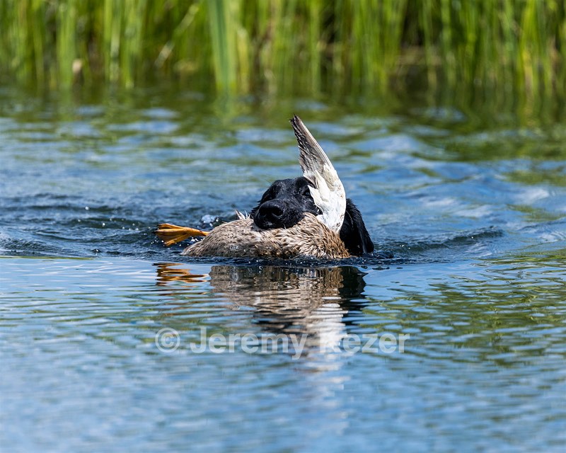 Sea Jay Eaton