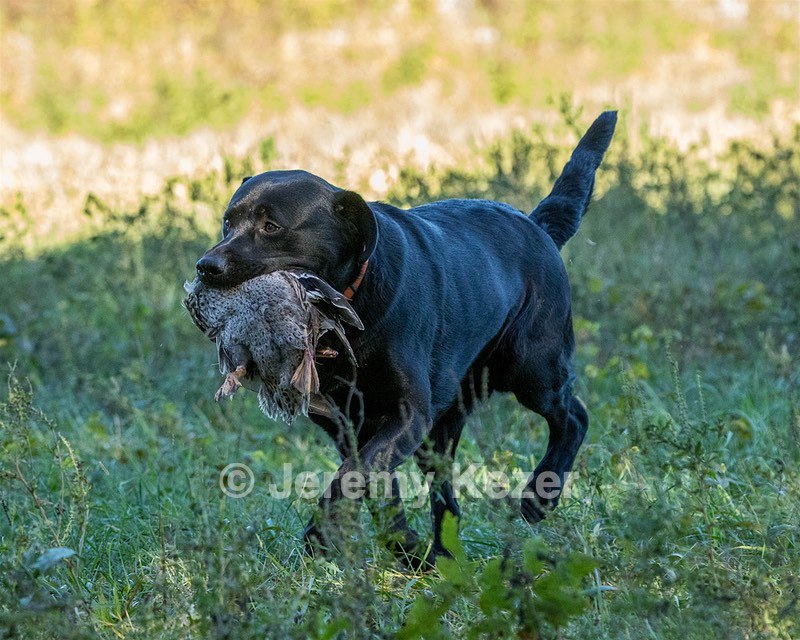 Fenway Tucker