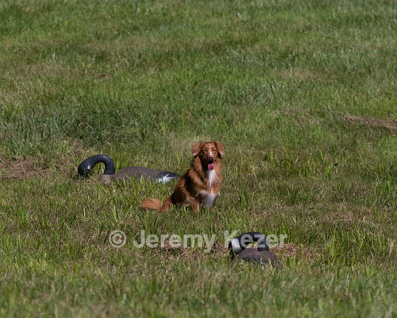 Breeze Tucker