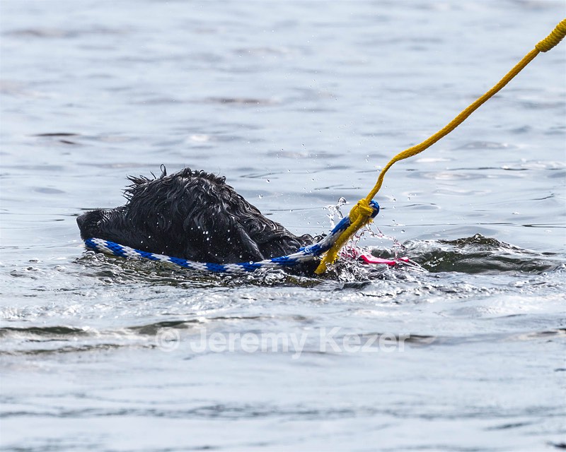 Epic Robin