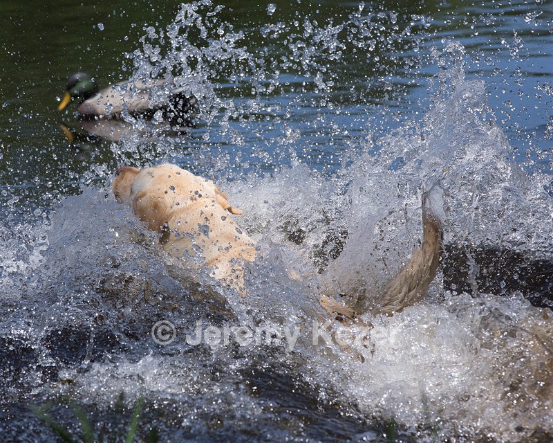 Dory