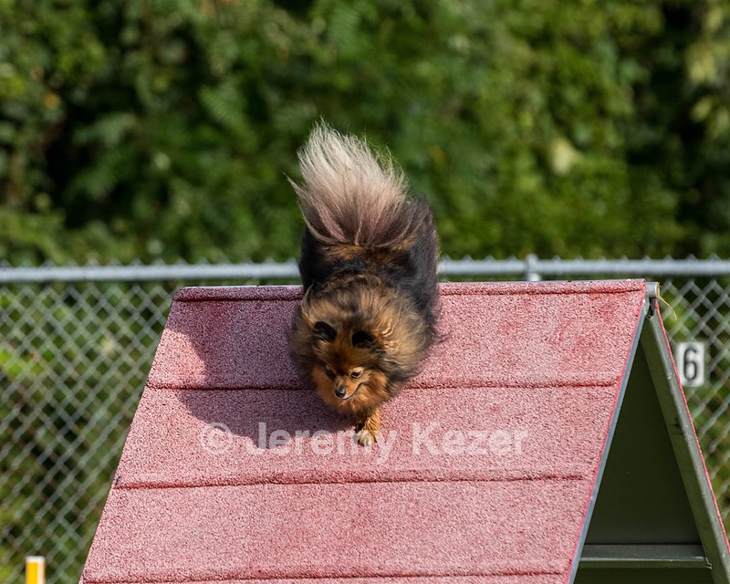 Kerfluffle Sikalas