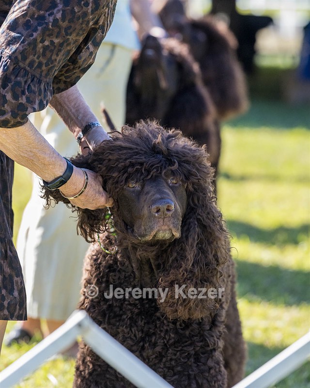 07 - GCH CH CASTLEHILL'S RAMBLIN' RAFAEL O'CRISPIN BN (Rafi)