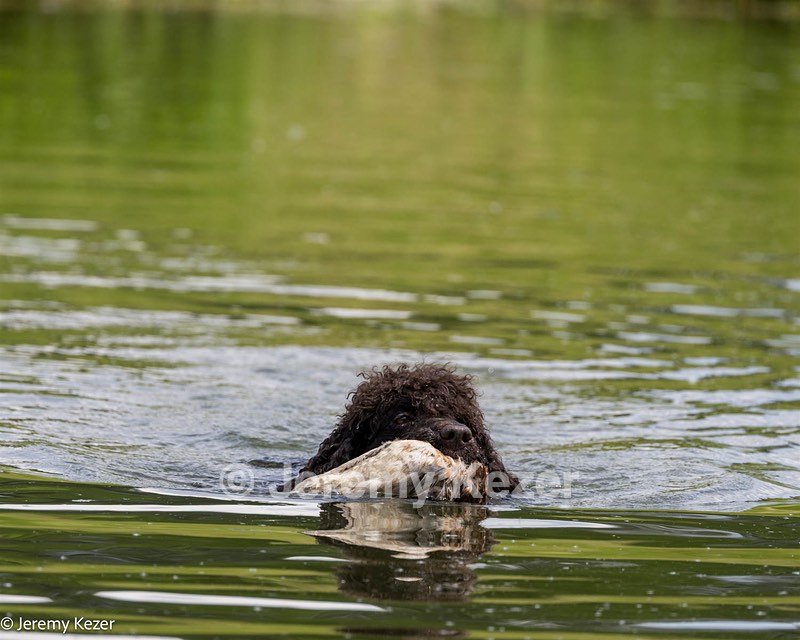 Ghillie