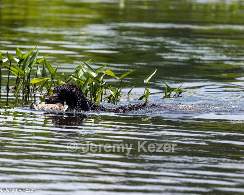 Ghillie
