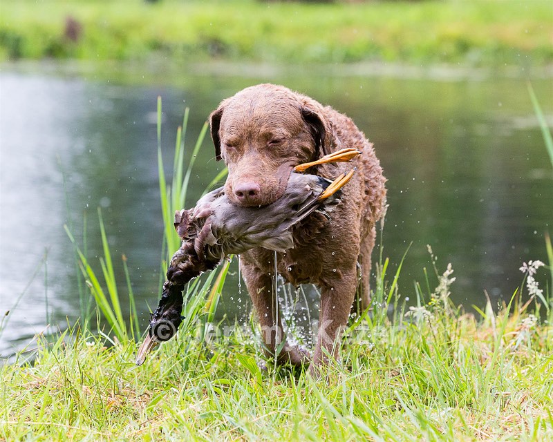 Hunter Law
