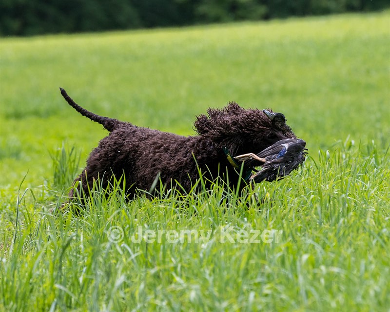Ghillie Kezer