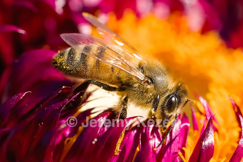 Bee, Massachusetts
