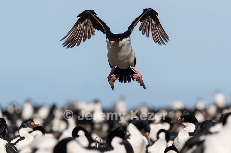 Imperial Shag, Bleaker Island, The Falklands