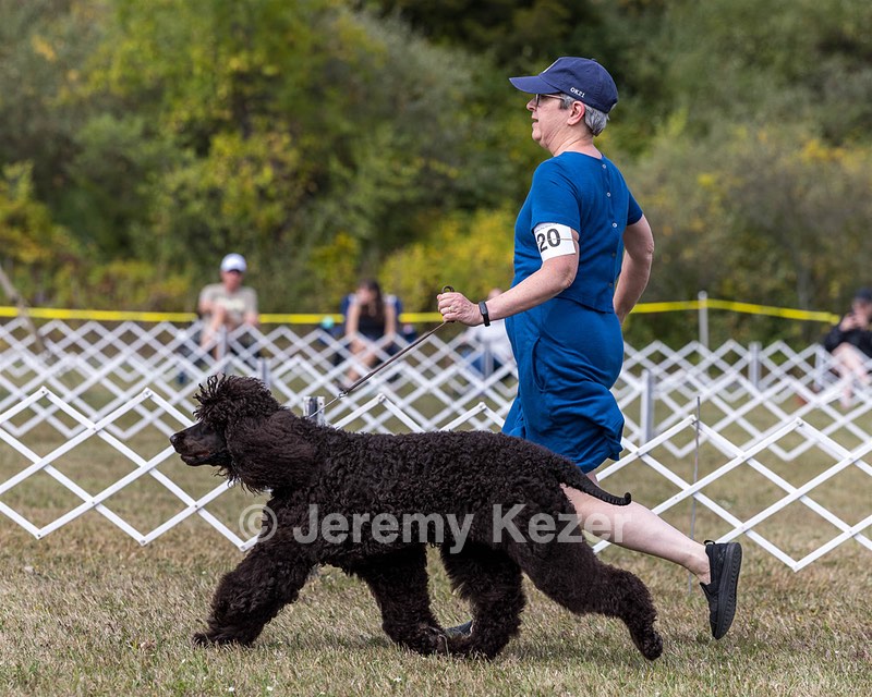 20 - Poole's Ide The More The Merrier RN DN CGC (Hattie)