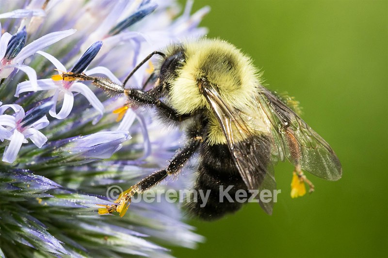 Bee, Amesbury, MA