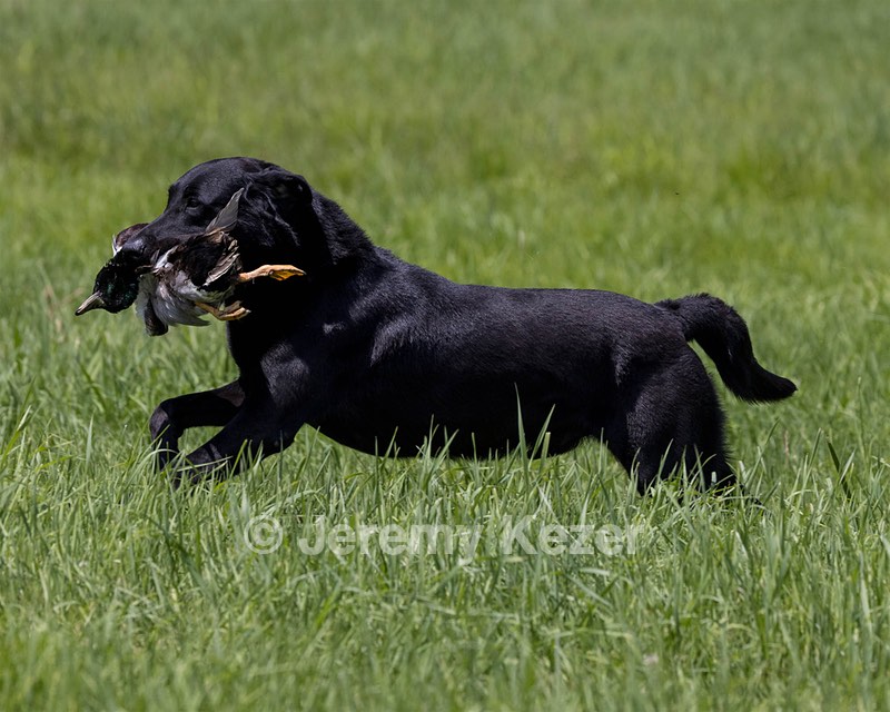 Cane Robichaud