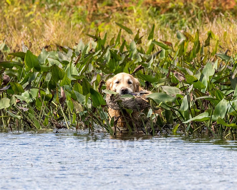 Ghillie Deresienska