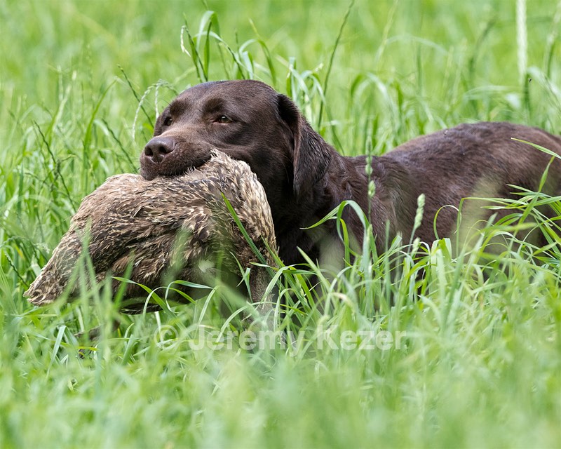 20160604-SEAL-1189.jpg