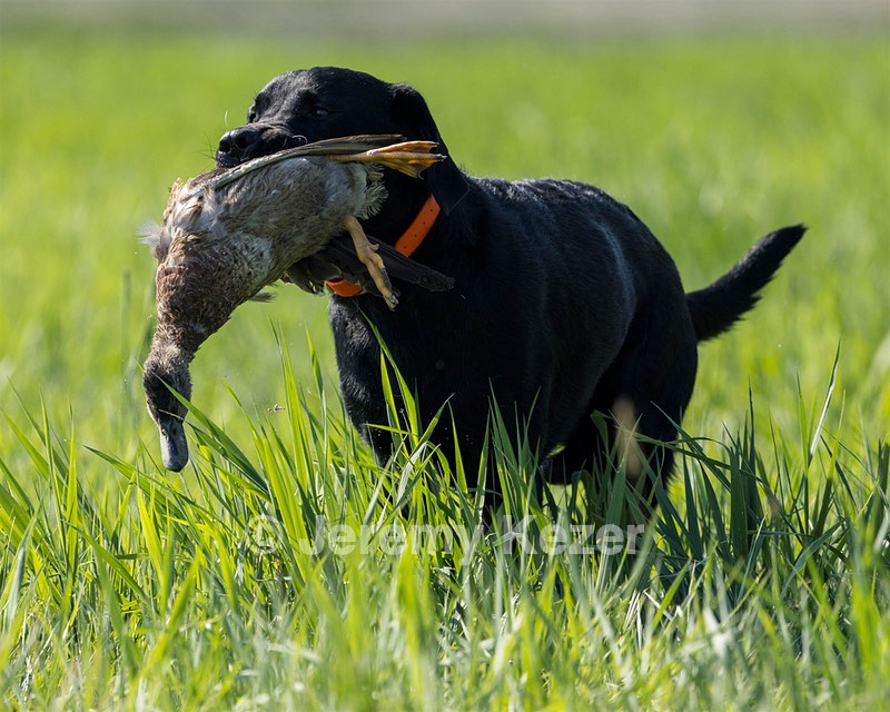Buster Lobley