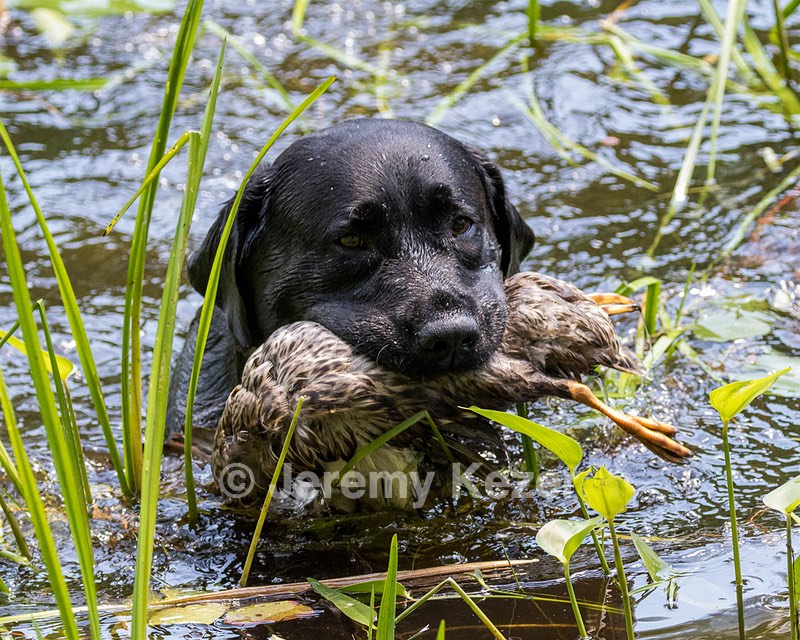 Scout
