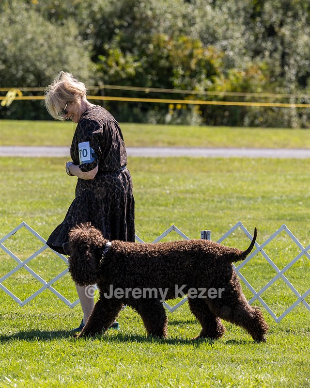 GCH CH CASTLEHILL'S RAMBLIN' RAFAEL O'CRISPIN BN (Rafi)