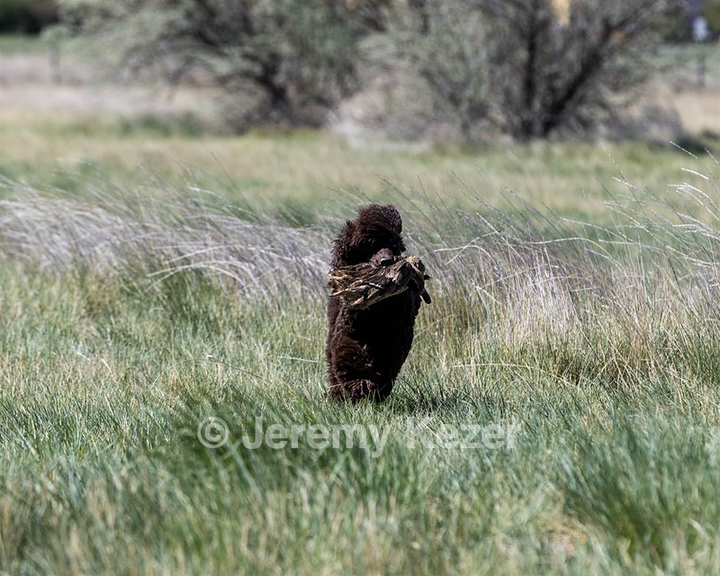 Ghillie